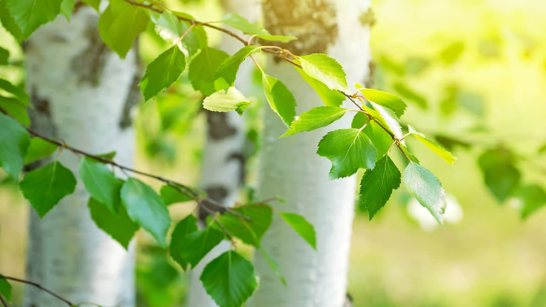 Koivut muistoissa ja puutarhassa