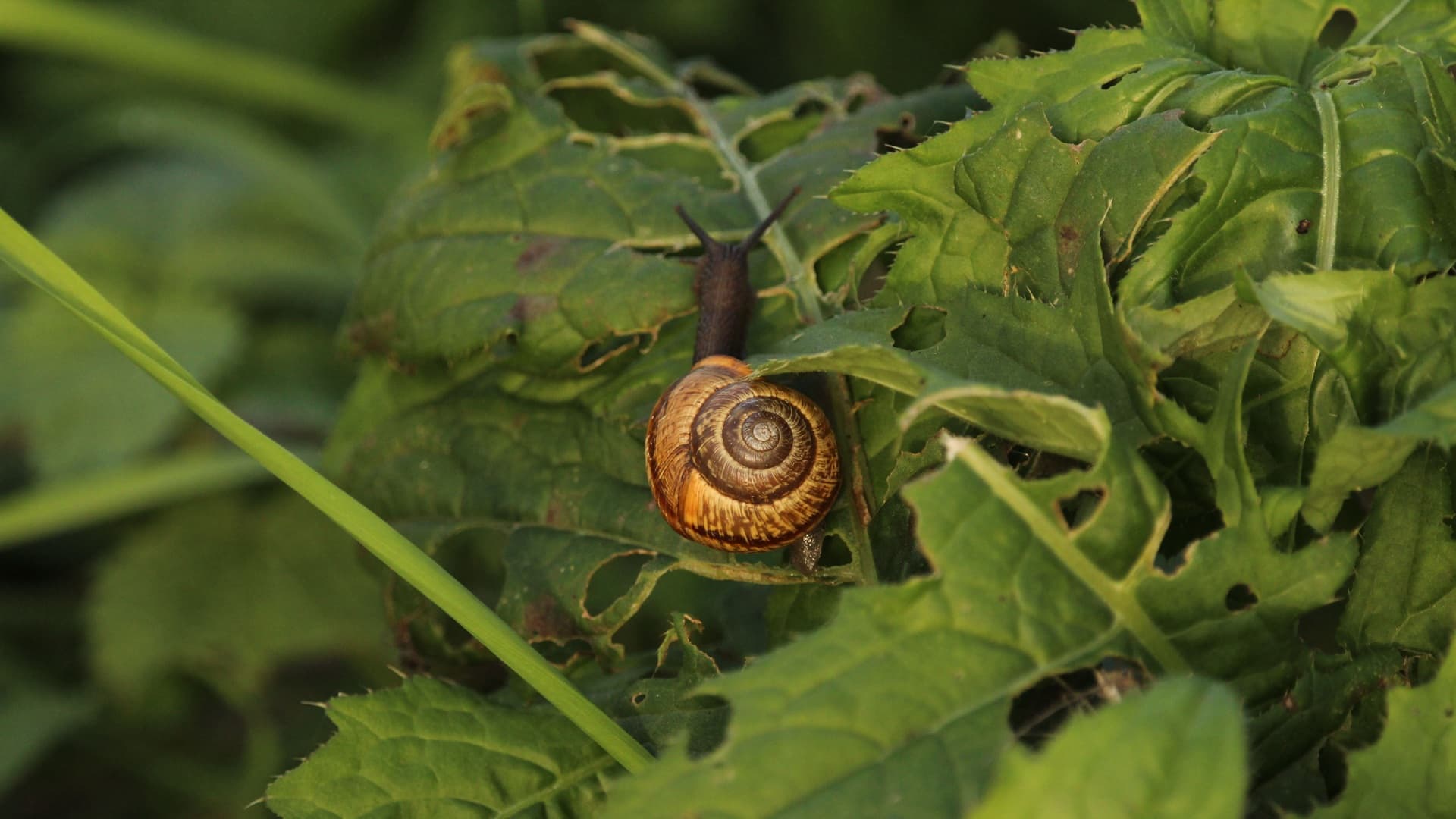 Etanat ja kotilot kiusaavat puutarhaa – näin torjut limaiset tuholaiset