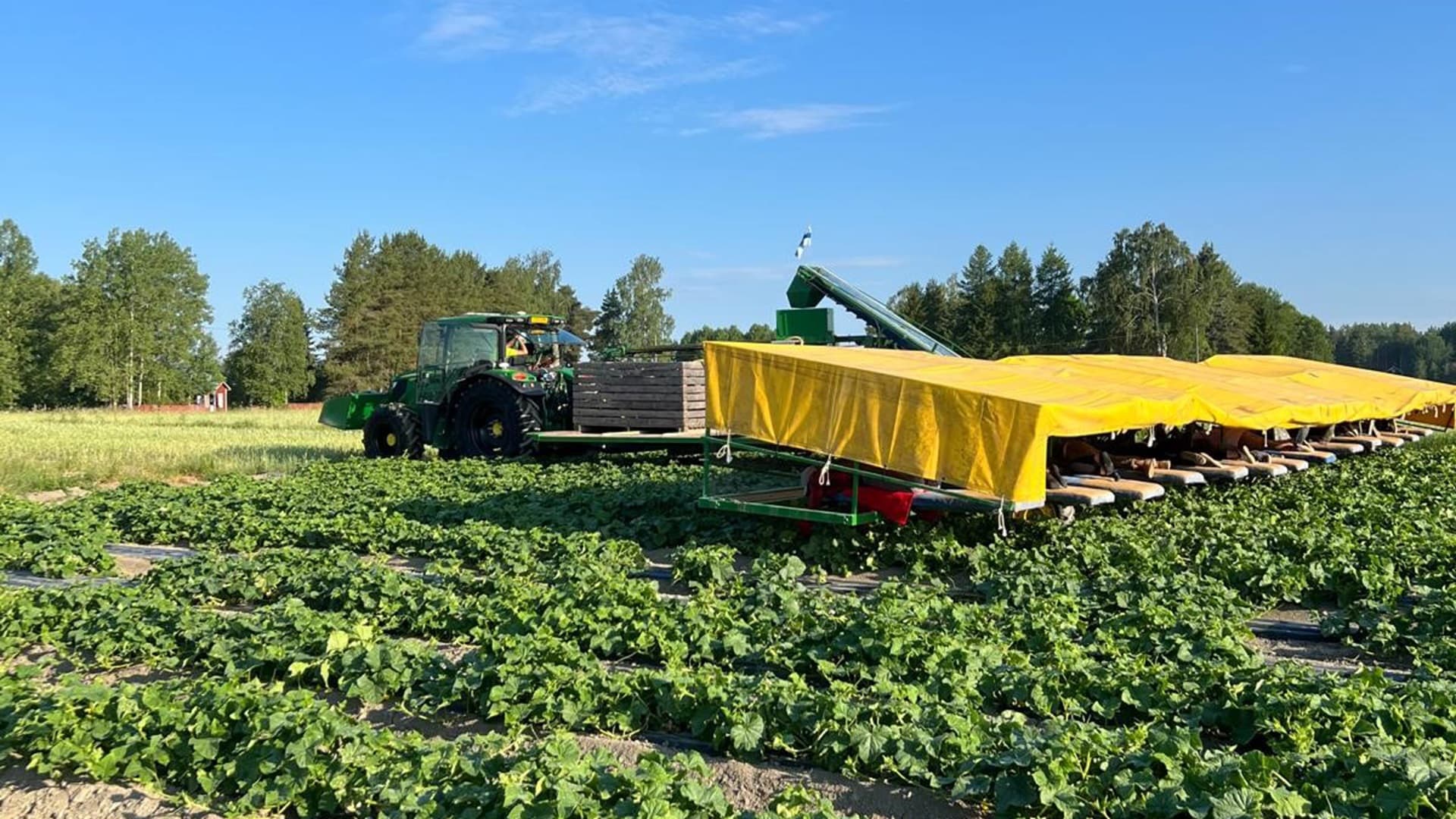 Avomaankurkut kypsyvät juuri nyt, ja sadon odotetaan olevan normaali
