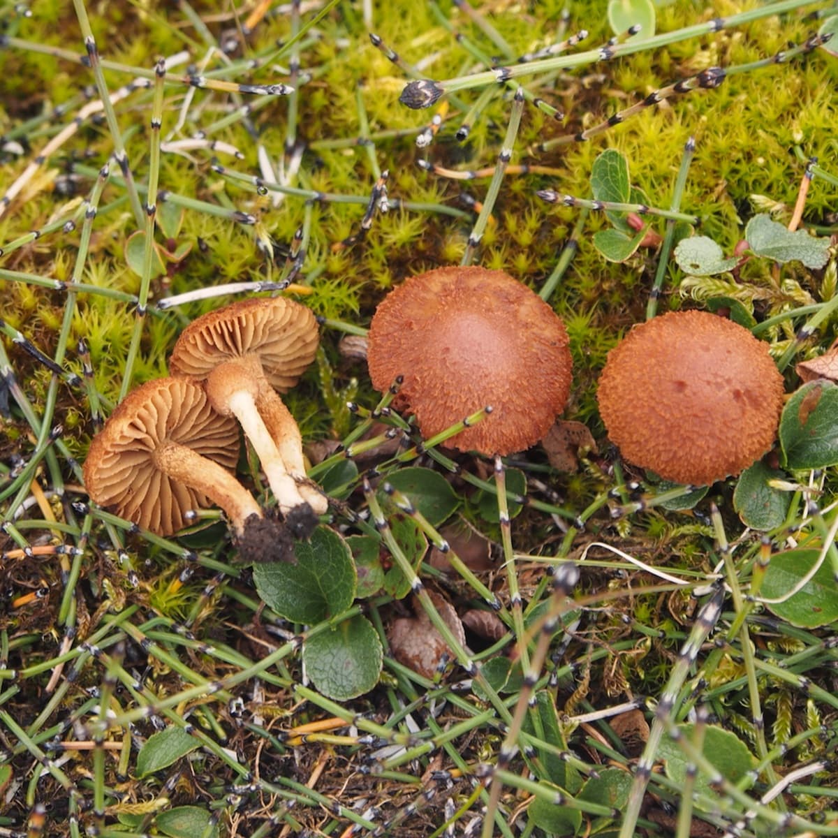 <p data-block-key="0sqk2">Tutkijoiden löytämään uuteen Inocybe badjelanndana -lajiin kuuluvia sieniä.</p>