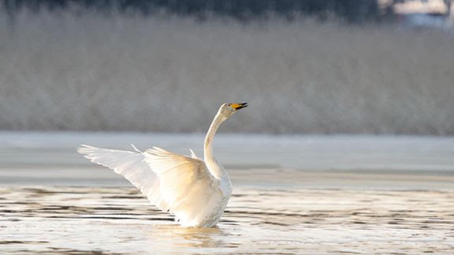 Ilmaston lämmetessä kosteikkojen suojelu tarjoaa vesilinnuille paremmat edellytykset selviytyä