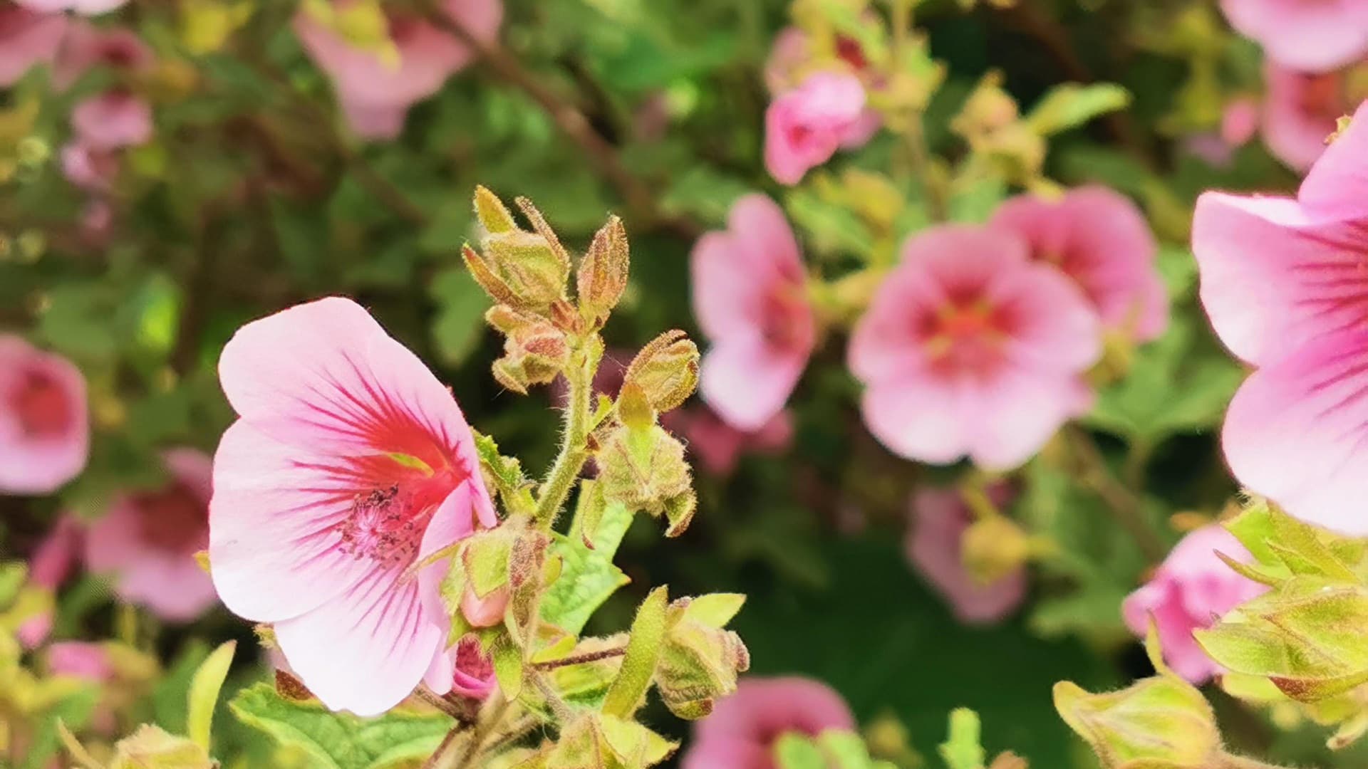 Voiko manuka kasvaa ja menestyä pihallasi Suomessa? Asiantuntija vastaa