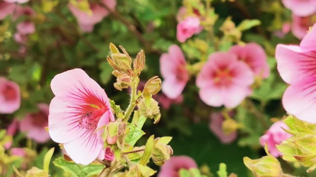 Manuka eli ruusumyrtti