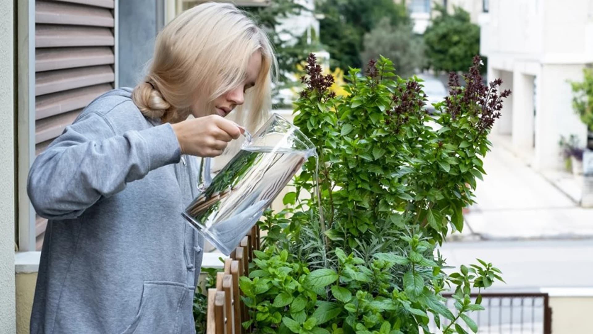 Ovatko parvekkeella kasvatetut tomaatit ja kurkut turvallista syötävää? Asiantuntija vastaa