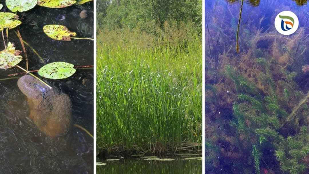 Lämmön myötä vesistöihin leviää vieraslajeja, jotka uhkaavat luonnon monimuotoisuutta