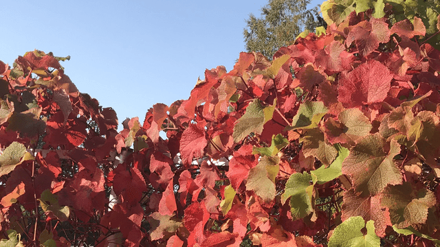 Amurinviini, Vitis amurensis, saa uskomattoman leimuavan syysvärityksen