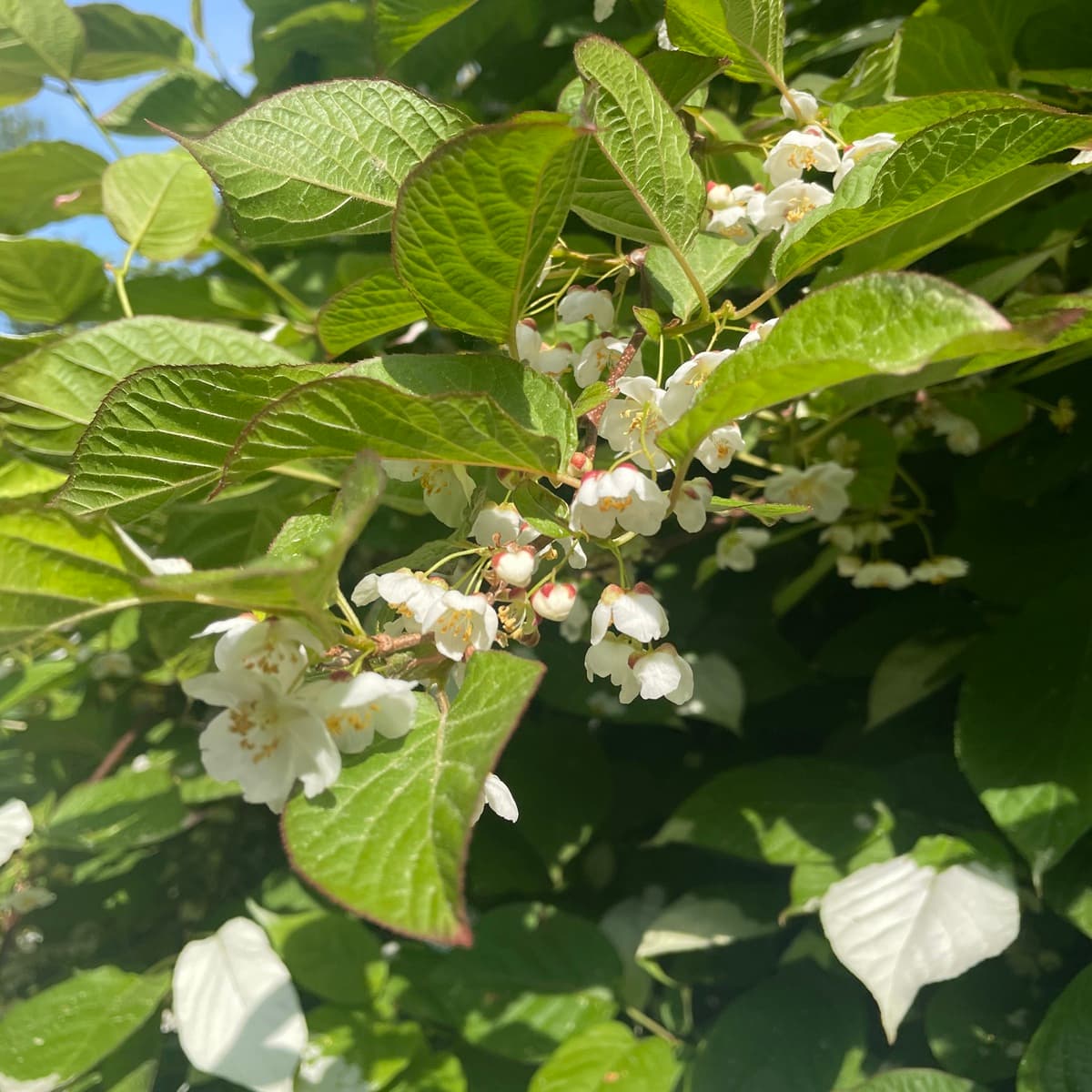 <p data-block-key="d7ivf">Kiinanlaikkuköynnös (Actinidia kolomikta) piilottelee aluksi kukkiaan lehtiensä alla, mutta tuoksusta todella huomaa kukinnan alkaneen.</p>
