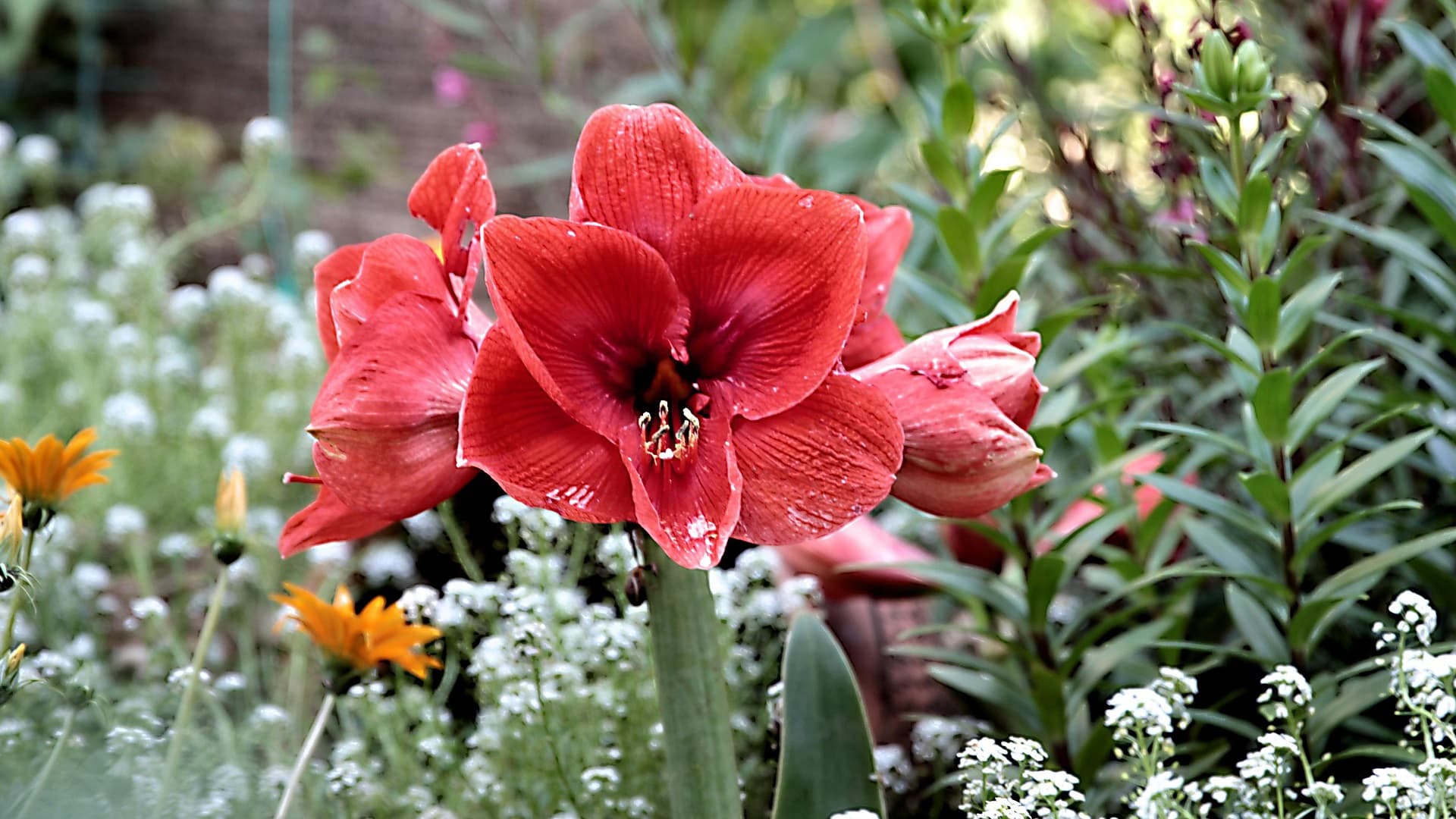 Onko amaryllis menetetty tapaus? Asiantuntija vastaa