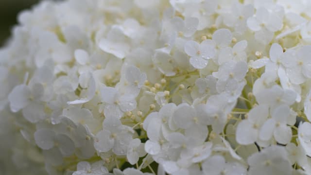 Annabelle valkoinen hortensia