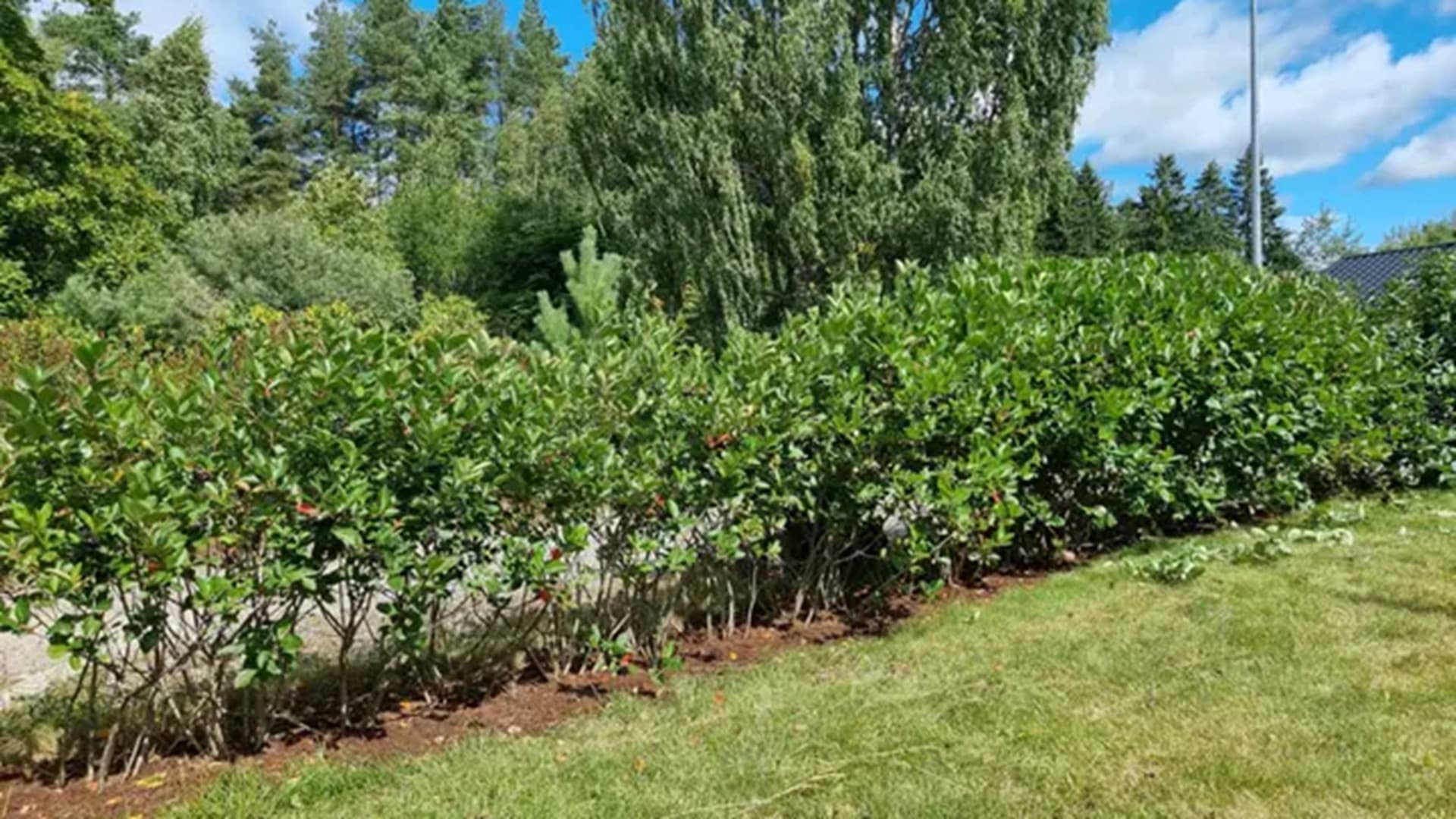Aronia-aita ei kasva kunnolla – voiko syynä olla liian ohut multa? Asiantuntija vastaa