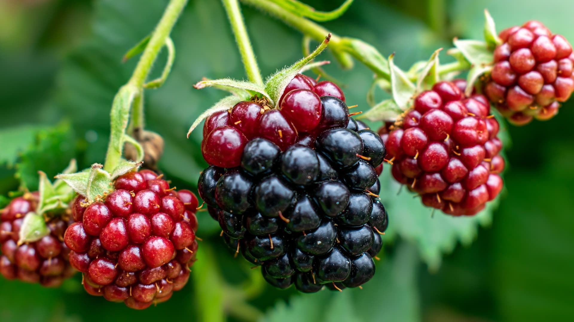 Musta, makea ja aromikas karhunvatukka – vinkit marjasadon makuun