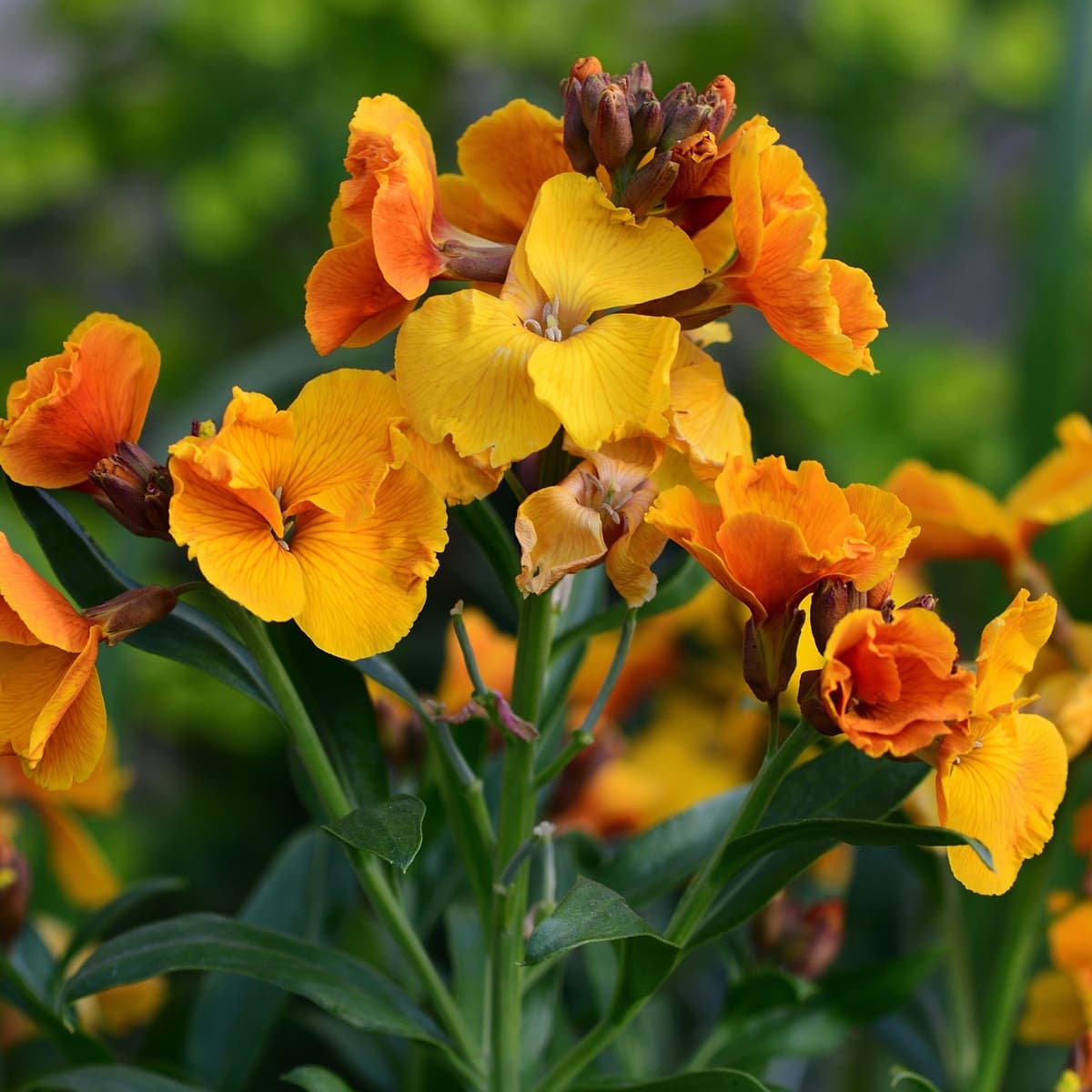 <p data-block-key="f20b7">Kultalakka (Erysimum) on yksivuotinen, erityisen voimakkaasti ja miellyttävästi tuoksuva kesäkukka.</p>