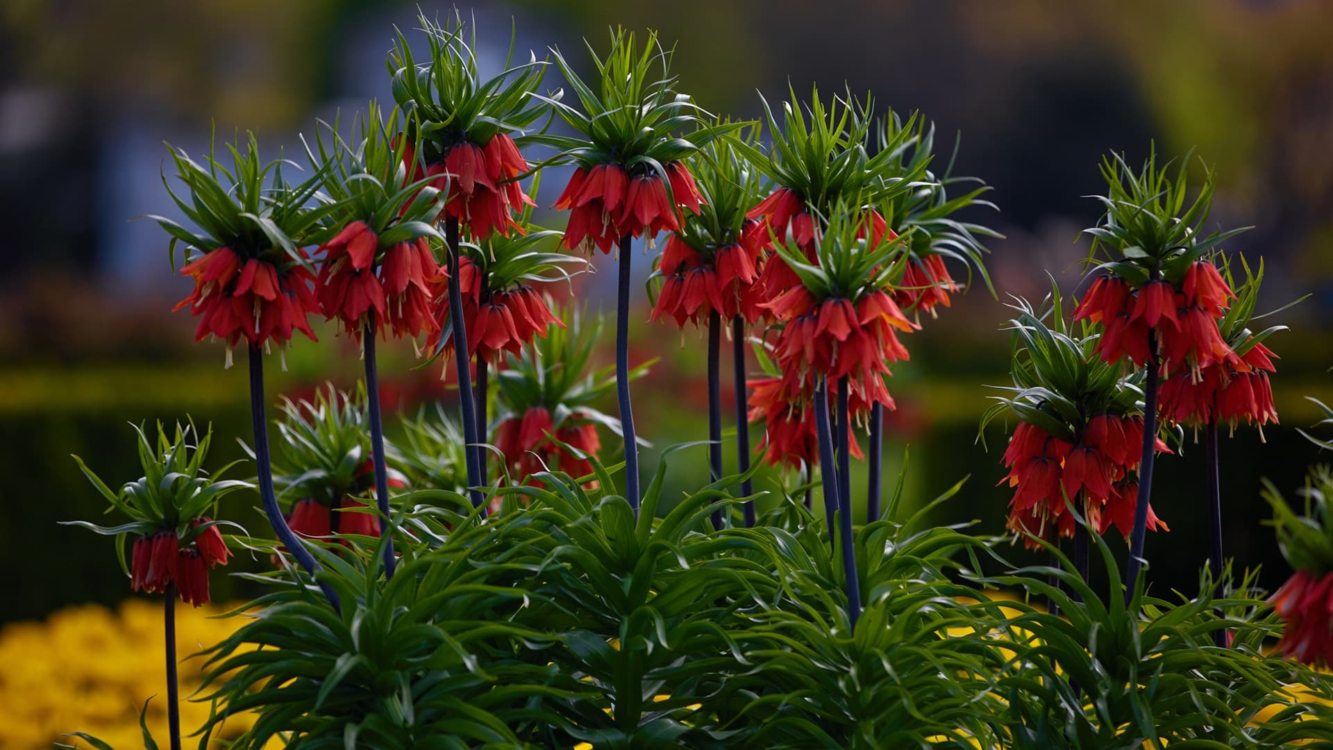 <p data-block-key="y09fe">Keisarinpikarililja, Fritillaria imperialis</p>