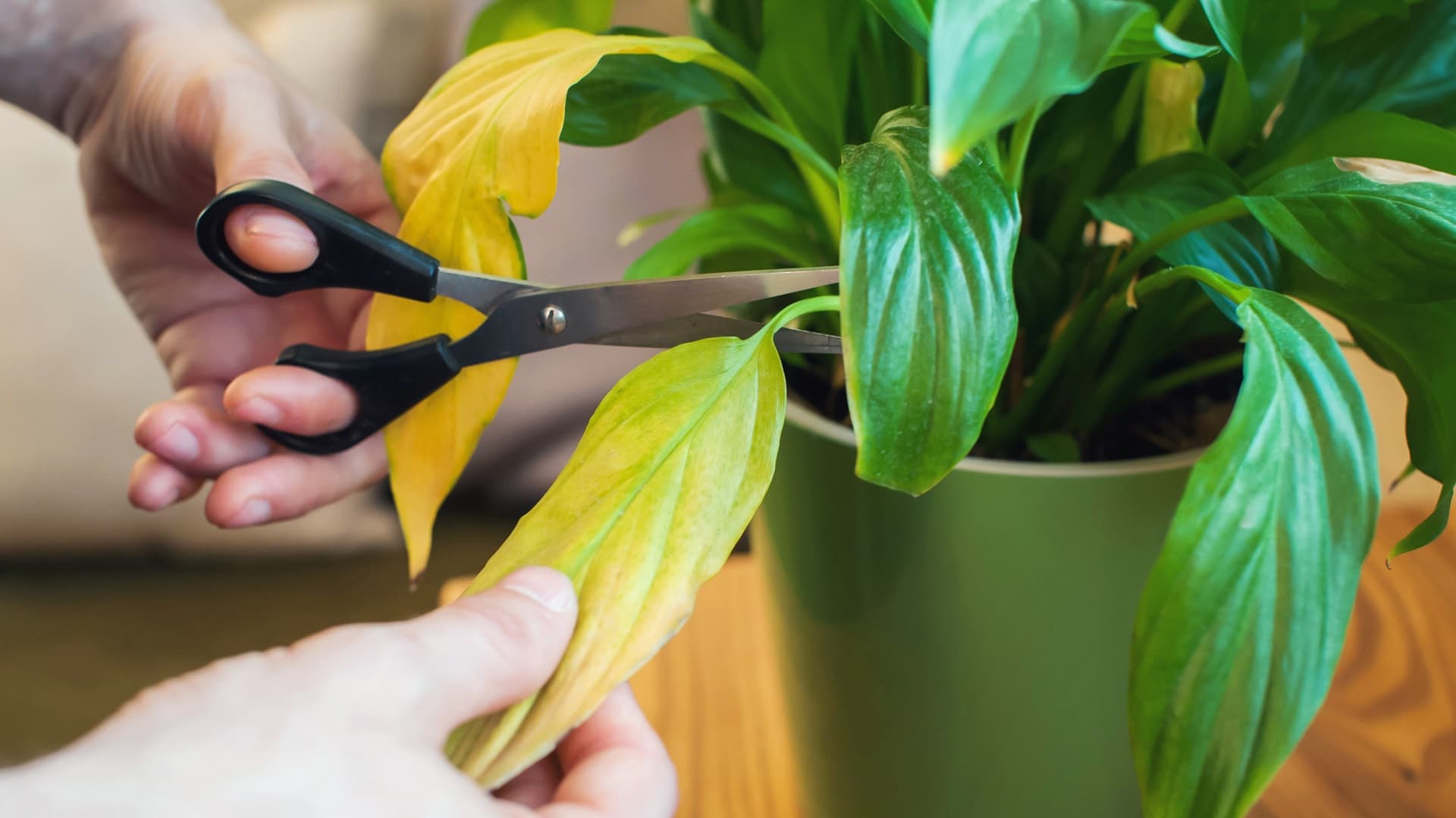 Miksi huonekasvi kellastuu keväällä? Näin tunnistat syyn ajoissa – Asiantuntija vastaa
