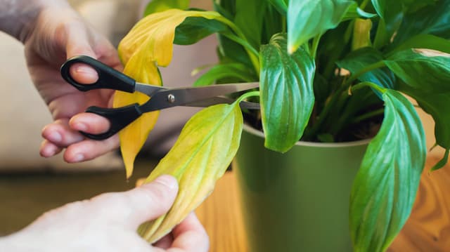Huonekasvi kellastuneena