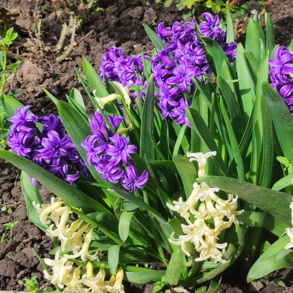 <p data-block-key="5ds6f">Puutarhahyasintit (Hyacinthus) ihastuttavat tuoksullaan ja kellokukillaan kevätpuutarhassa.</p>