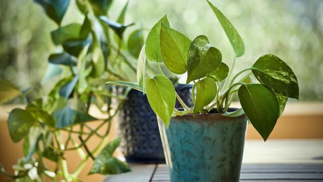 Kultaköynnös kasvaa valtoimenaan ruukussa