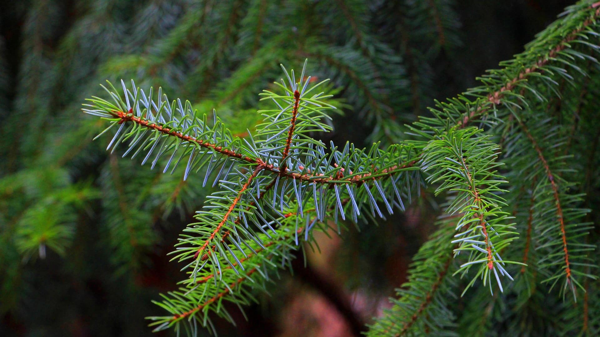 Voiko havupuun taimen talvettaa sisällä vai onko viileä tila parempi? Asiantuntija vastaa