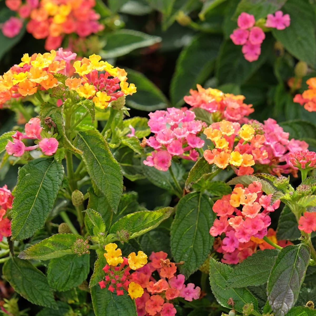 <p data-block-key="w21fd">Tulikruunu (Lantana) on hienostunut kausikasvi ja tuoksuu erityisesti kosketeltaessa mausteisen sitruunaiselta.</p>
