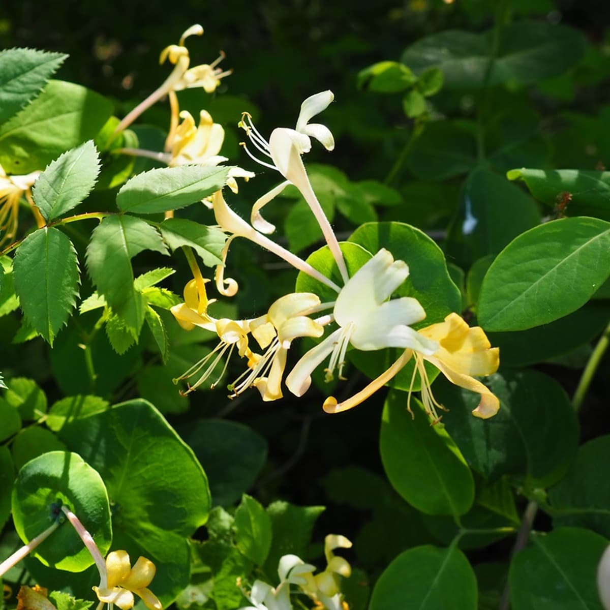 <p data-block-key="ogueu">Tuoksuköynnöskuusaman (Lonicera caprifolium) suloinen tuoksu on voimakkaimmillaan illalla ja yöllä.</p>