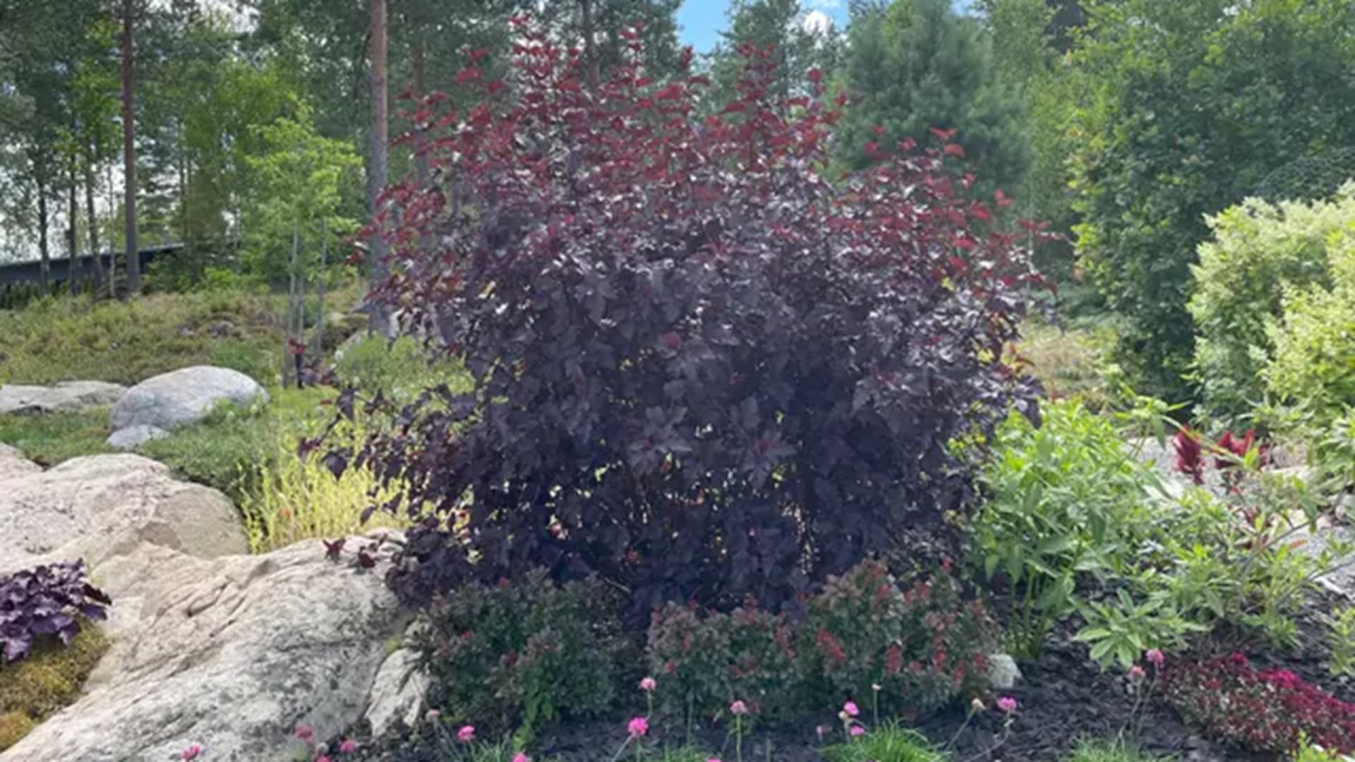 Miksi purppuraheisiangervo ei kuki? Syynä voi olla leikkaus – Asiantuntija vastaa