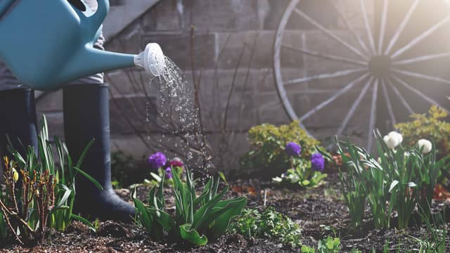 Nainen kastelemassa puutarhaa kannulla