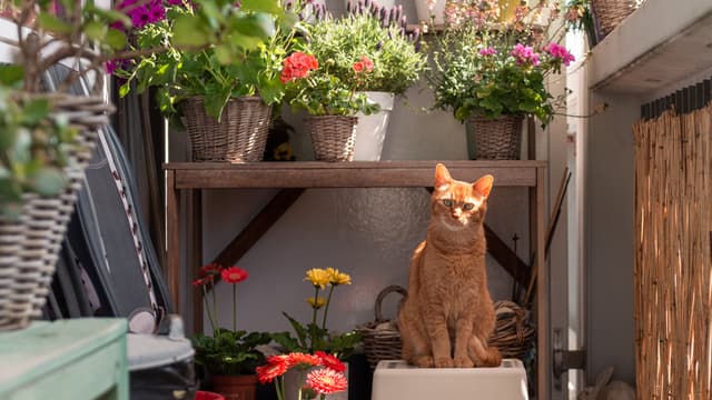 Parvekkeen lattialla istuu kissa ja taustalla hyllykkö jossa on purkitettuja kukkia ja kasveja