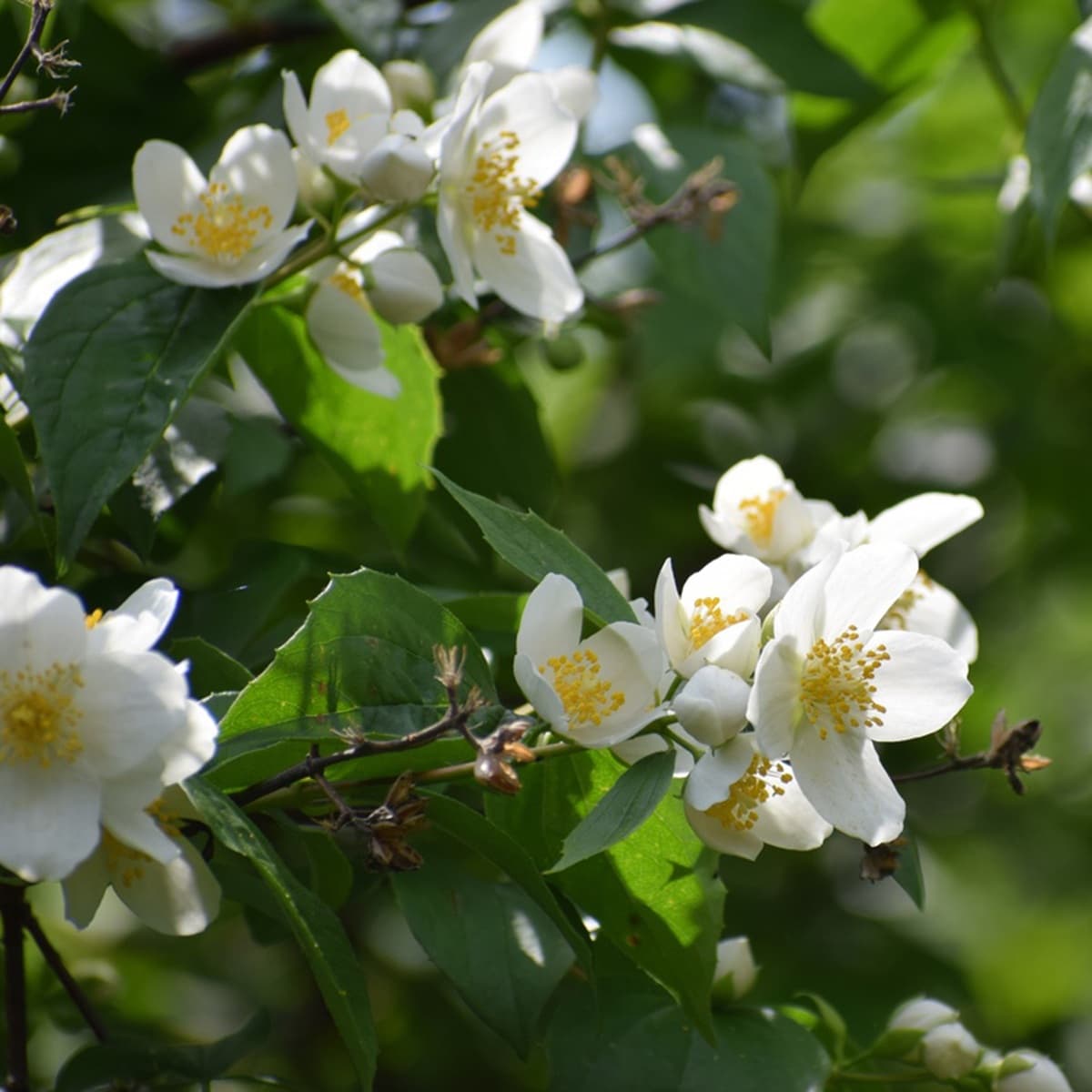 <p data-block-key="e8kam">Jasmikkeissa (Philadelphus) on voimakas- ja mietotuoksuisia sekä tuoksuttomia lajikkeita.</p>