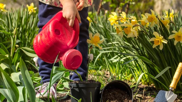 Pieni lapsi kastelemassa narsisseja