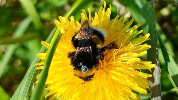 Kimalaiset liikkuvat RFID-tunnisteiden avulla