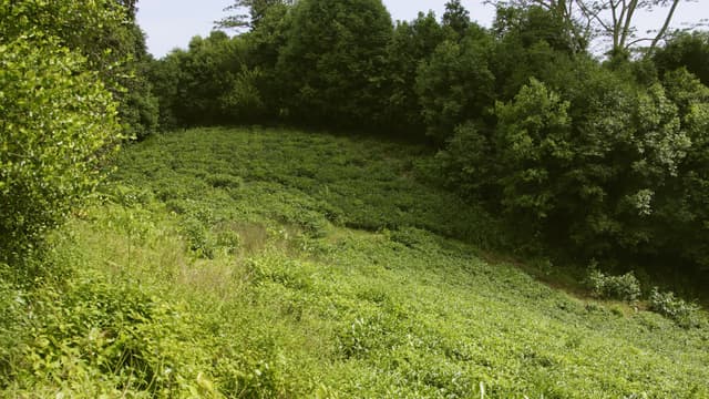 Rinnetontti