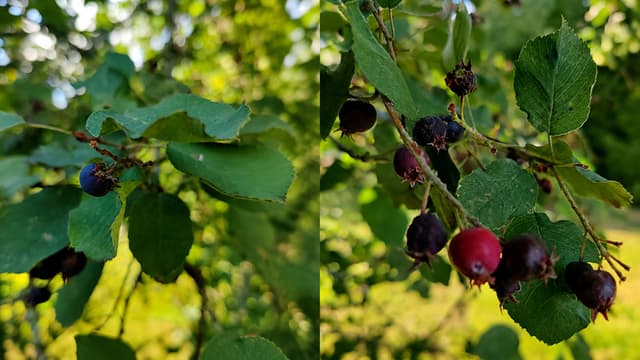 Kuvassa kahden väristä saskatoonia ja näiden kuvien kuvaaja on Anu Nurmi