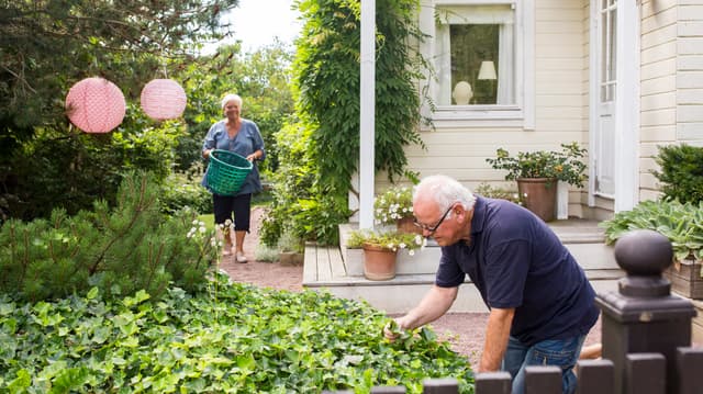 Eläkeläispariskunta hoitaa puutarhaa.