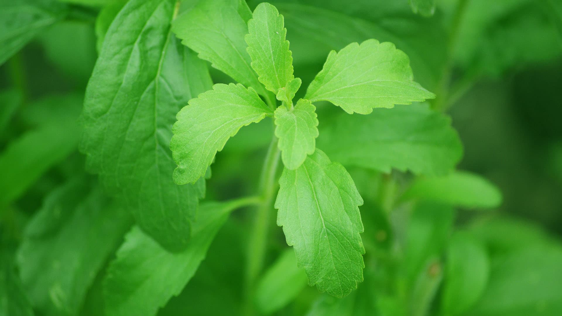 Luonnon oma makeutusaine: stevia