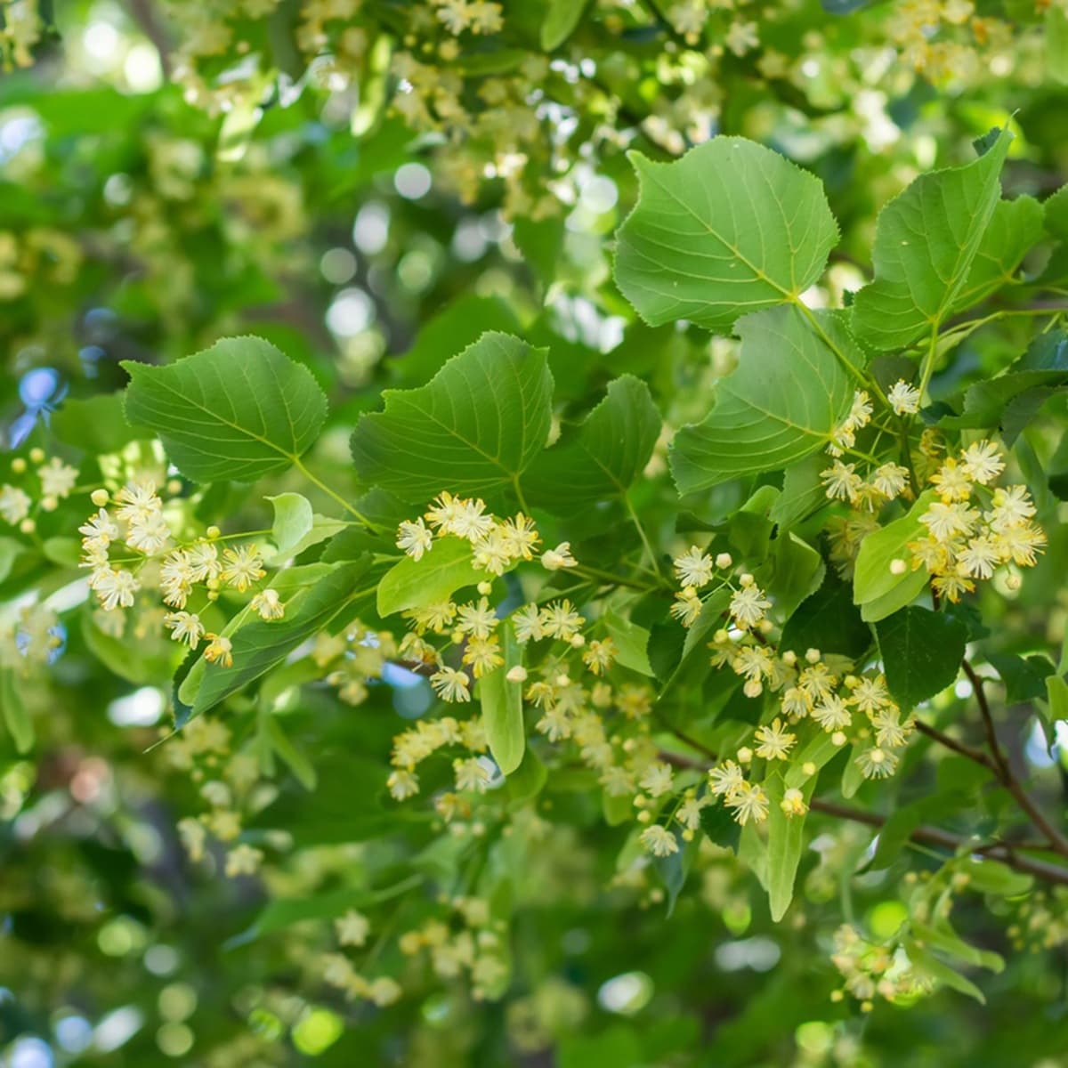 <p data-block-key="ogueu">Lehmus (Tilia) levittää kukkiessaan makean hunajaista tuoksua.</p>