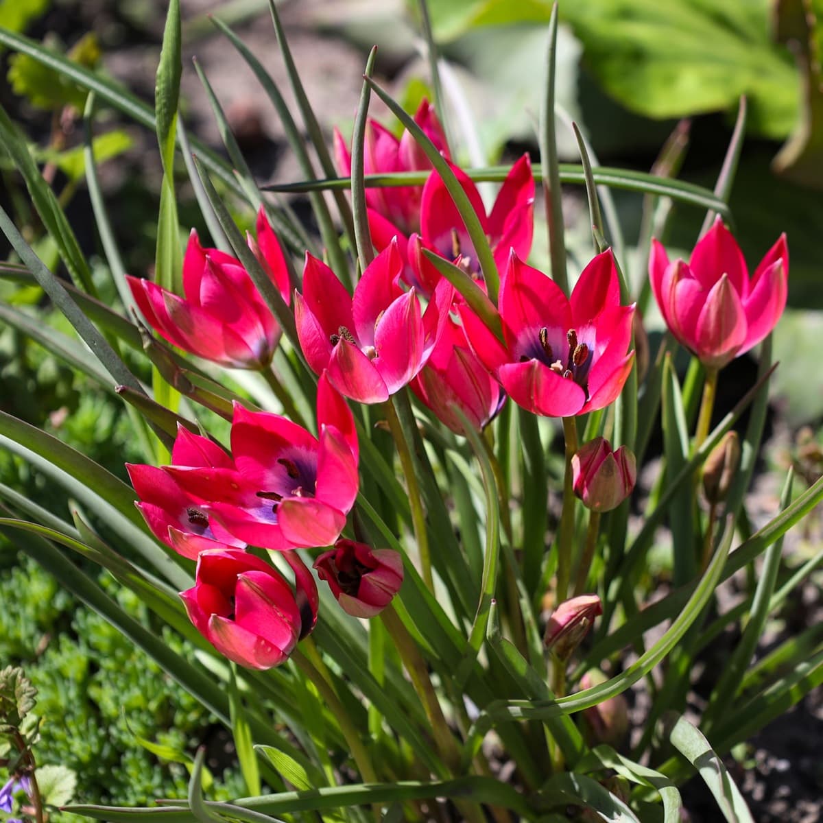 <p data-block-key="ez4er">Tähtitulppaani, Tulipa humilis, avaa kukkansa auringossa ammolleen ja sulkee ne yöksi.</p>
