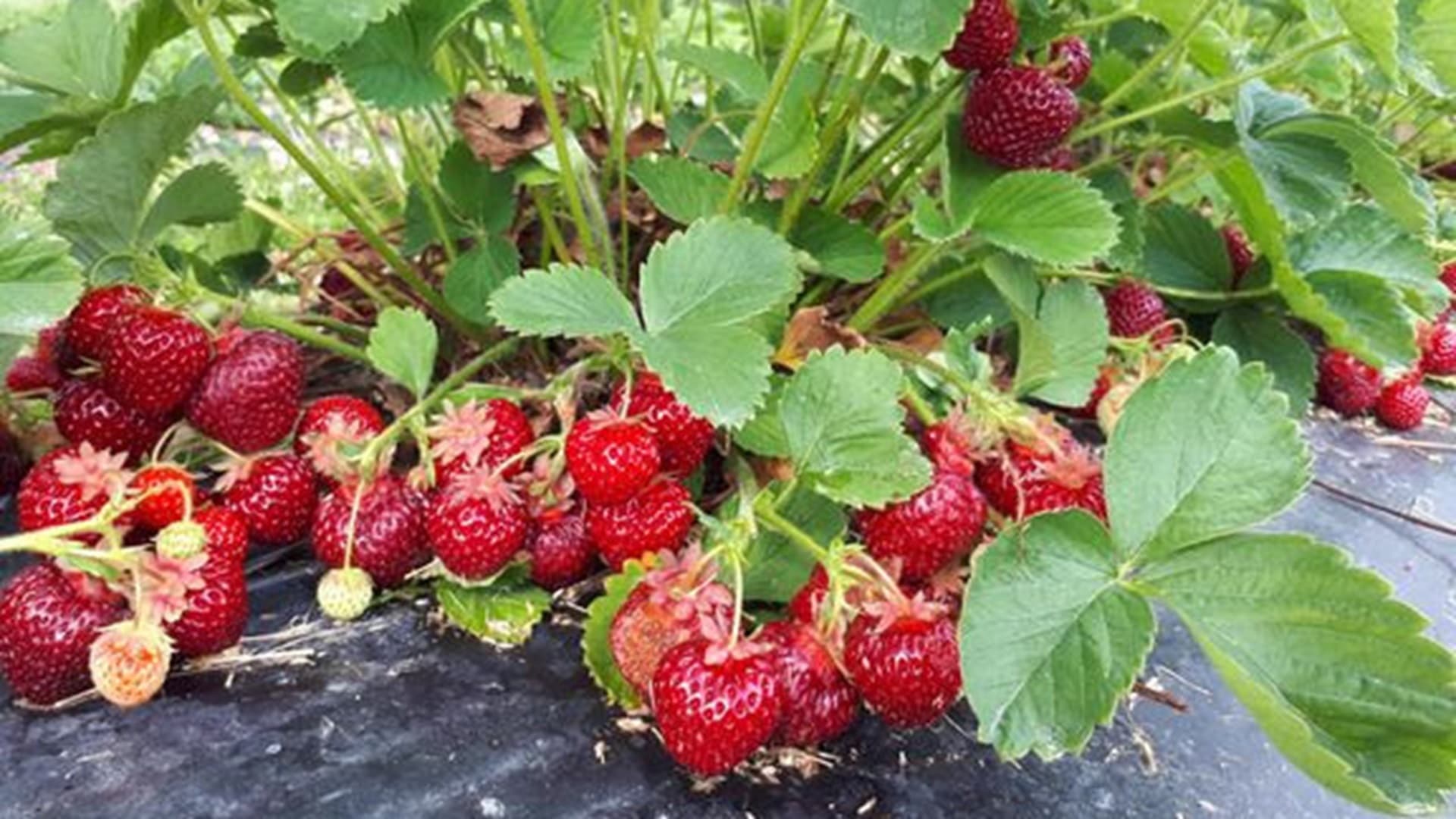Tulevaisuuden mansikkalajikkeet haussa – tutkimus keskittyy parempaan makuun ja kestävyyteen
