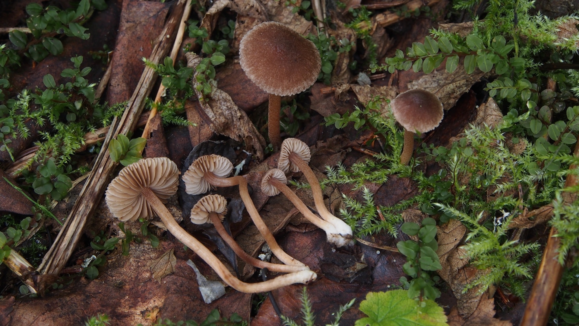 Inocybe minata Jukka Vauras.jpg