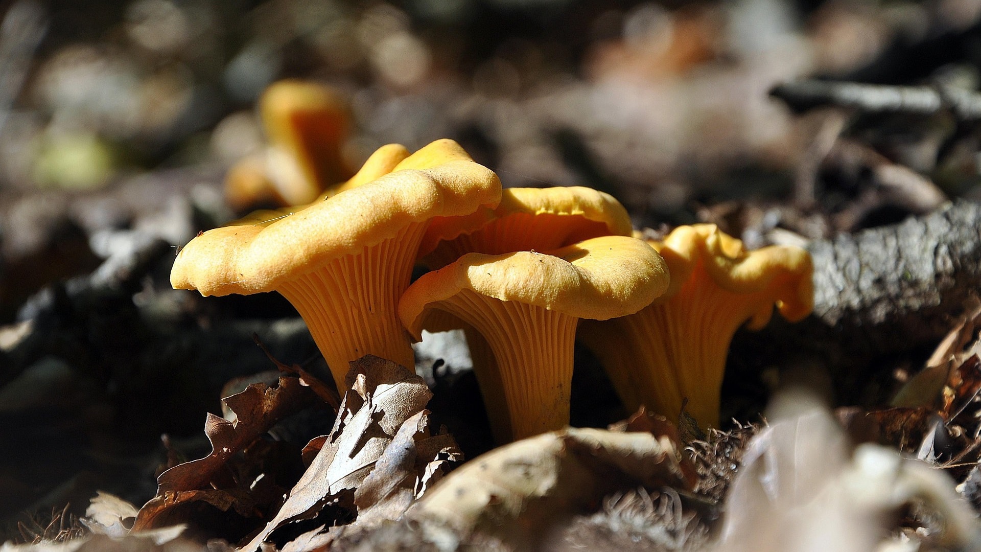 mushrooms-8246346_1920