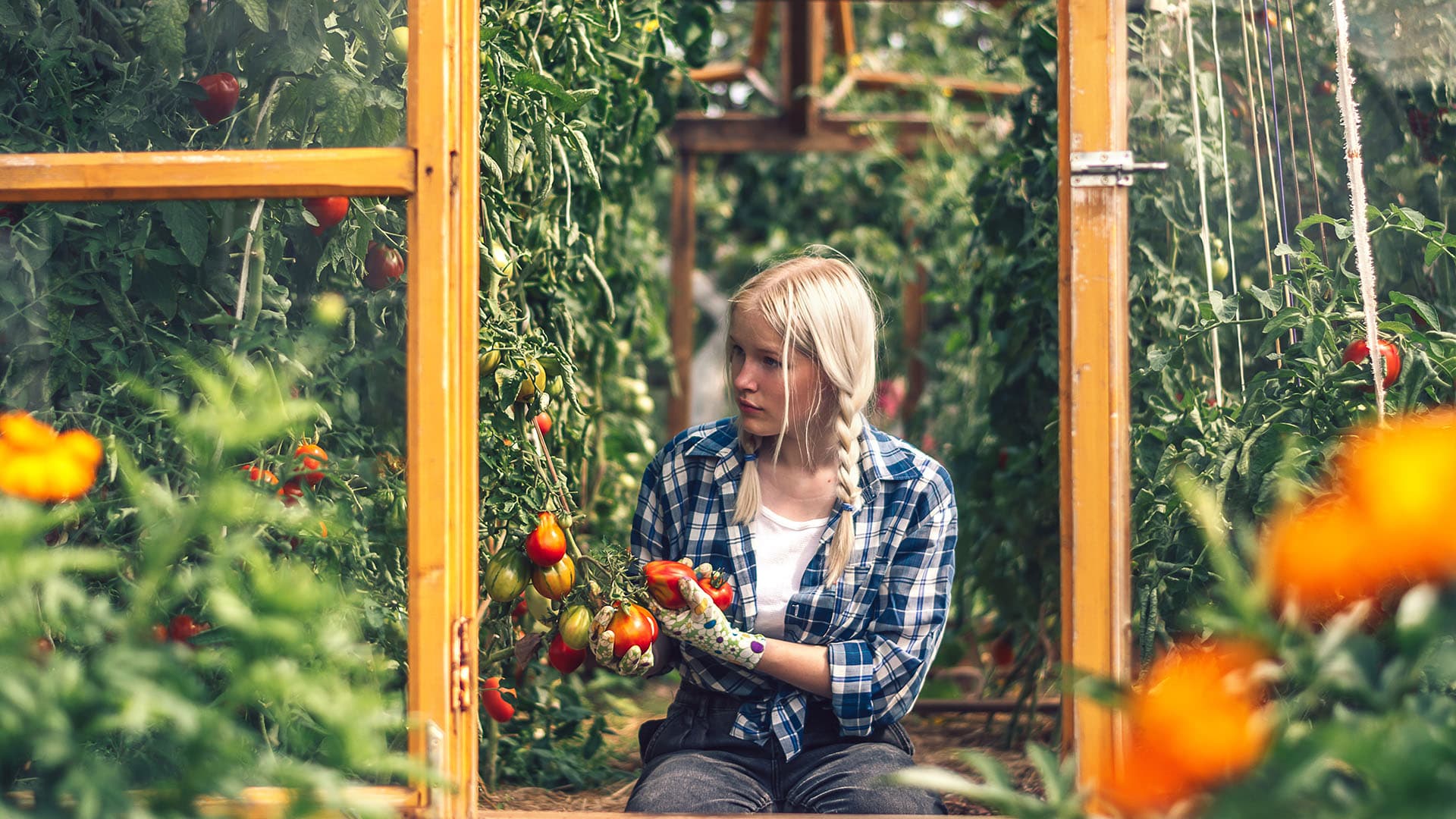 Kasvihuoneen voi tehdä myös itse - katso ohjeet