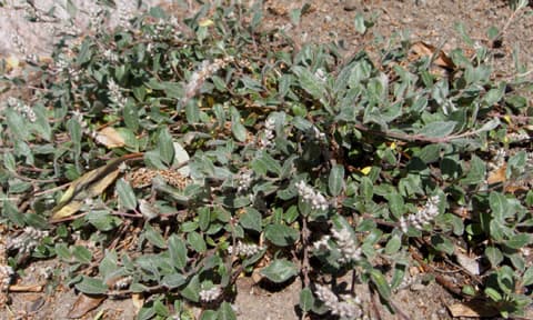 Ongelmapaikoille paljakkapajua ja maksaruohoja