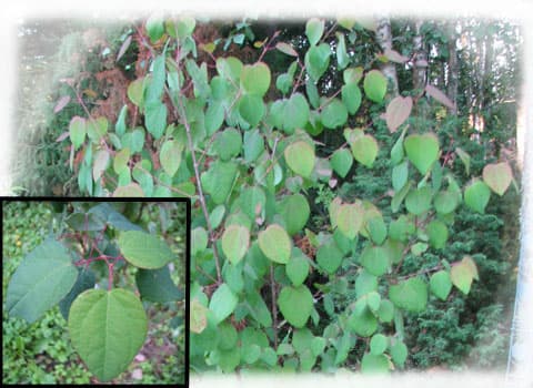 Eksoottinen katsura - kaunis pikkupuu tai pensas