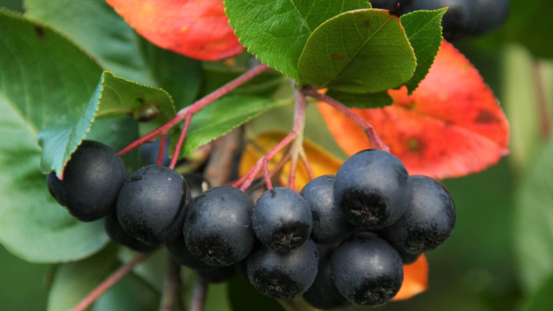 <p data-block-key="2zc1y">Aronian marjoja voidaan hyödyntää muun muassa mehuissa ja viineissä. (Kuva: Pixabay)</p>