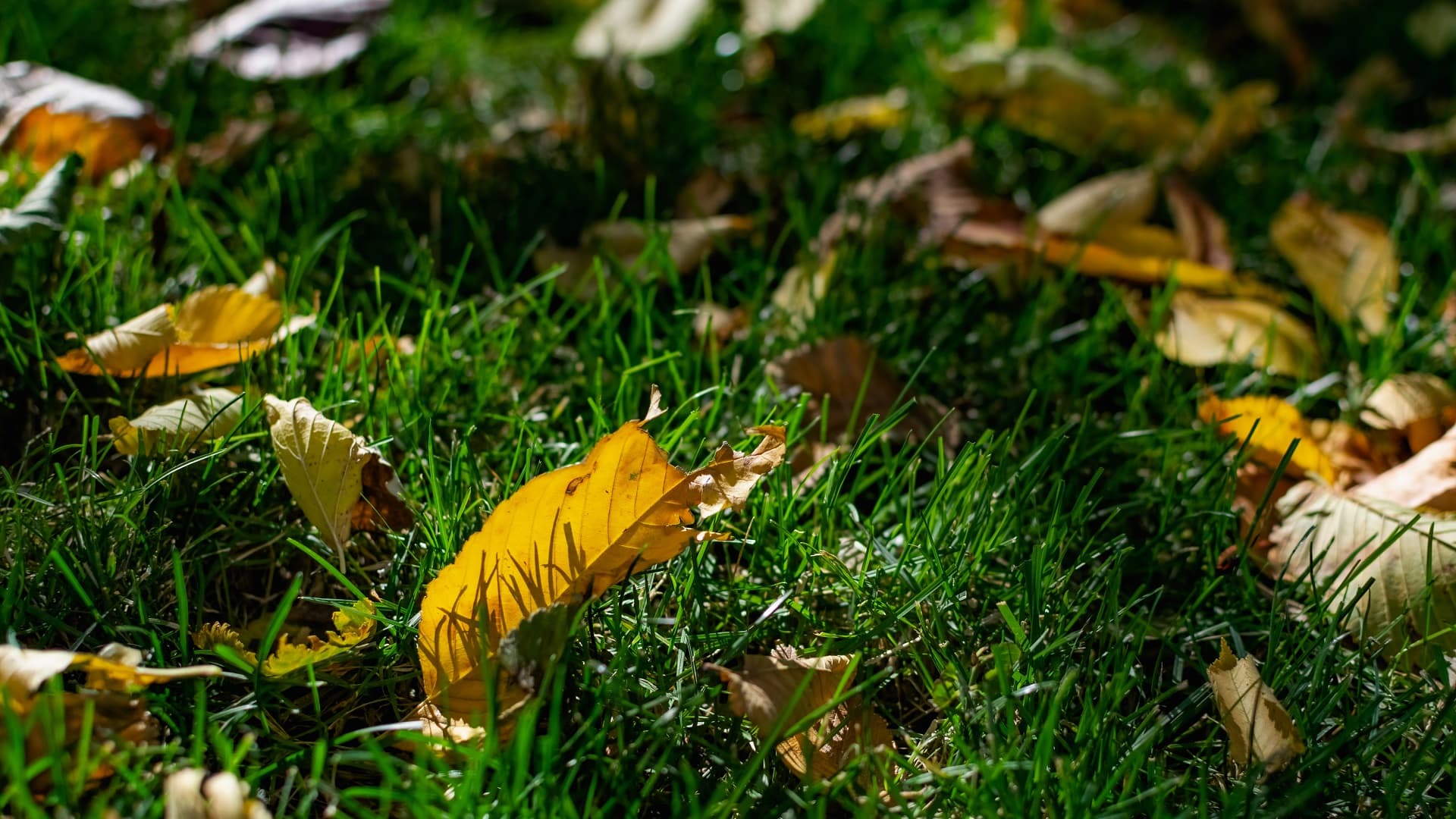 Miksi ruoho on eri väristä aidan toisella puolella?