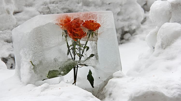 <p data-block-key="nusbj">Koristele jäälyhtyjä rohkeasti erilaisin kukin. (Kuva: Pixabay)</p>