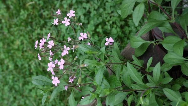 Mikä kasvi tämä on?