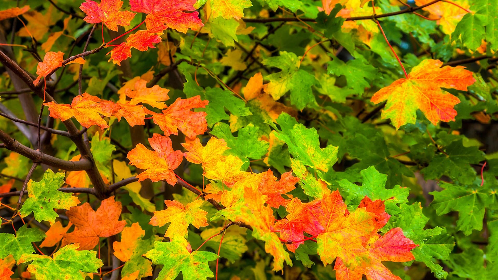 Miten saan vaahteran juuret tuhottua?