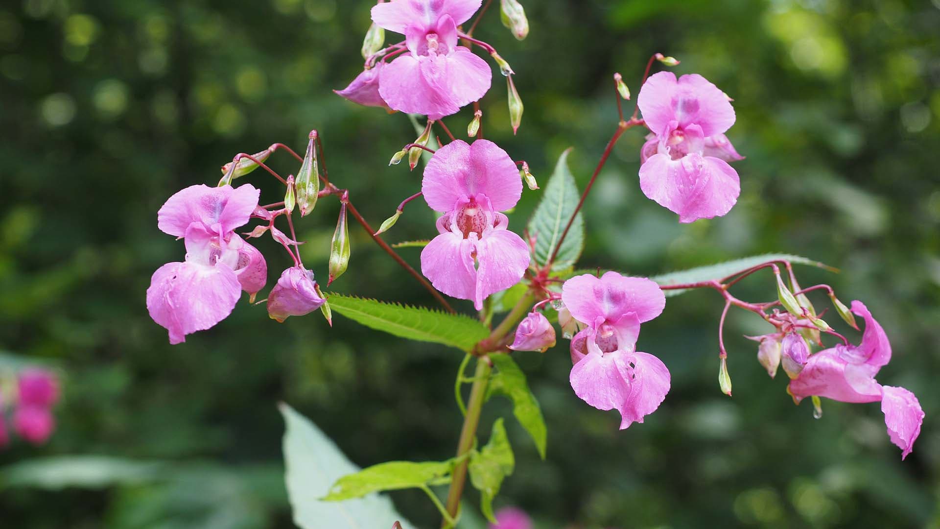 Luonnonsuojeluliitto lisää panostustaan vieraslajien torjuntatalkoisiin