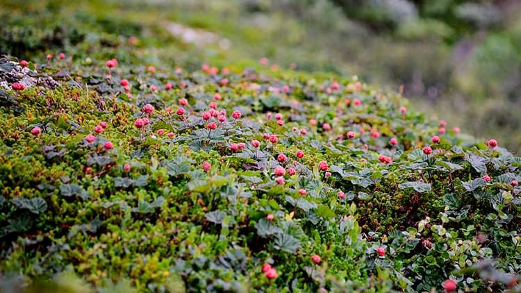 Oletko vailla marjakaveria?