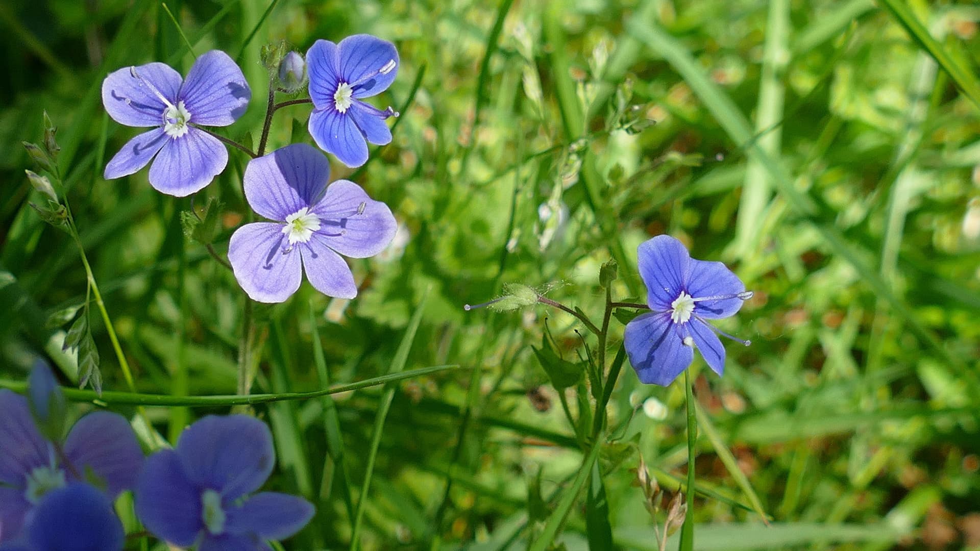 <p data-block-key="a82je">Nurmitädyke (Kuva: Pixabay)</p>